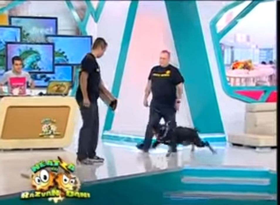 Dresaj caini indiferent de rasa si varsta