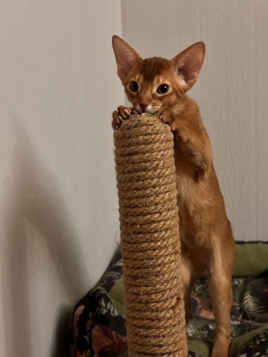 Абиссинский котенок