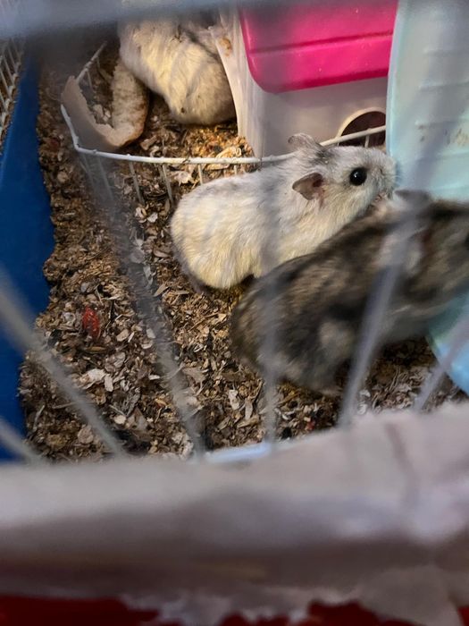 Hamsteri în vârstă de 1 luna