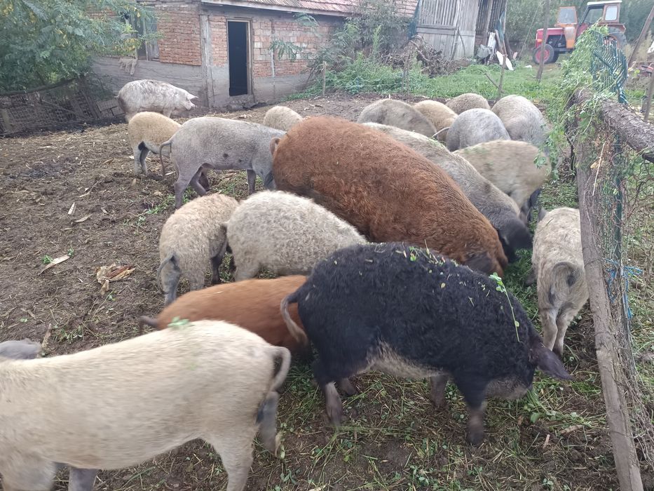 Vând baloți  buni