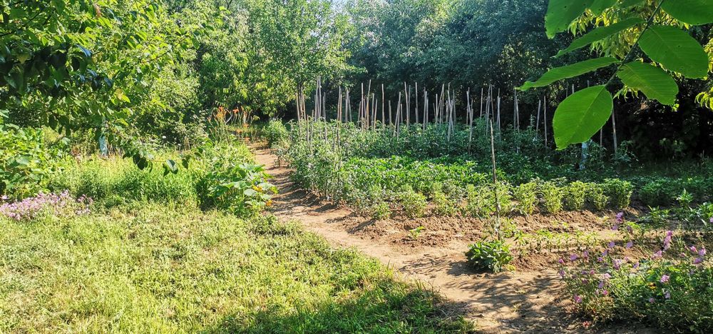 Продава се Земеделски имот в Кюстендил, в.з. Север -  кв.м за 2 €/дка - Снимка #3