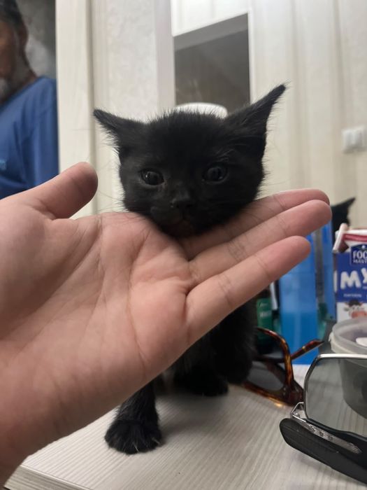 Отдадим котенка в добрые руки!