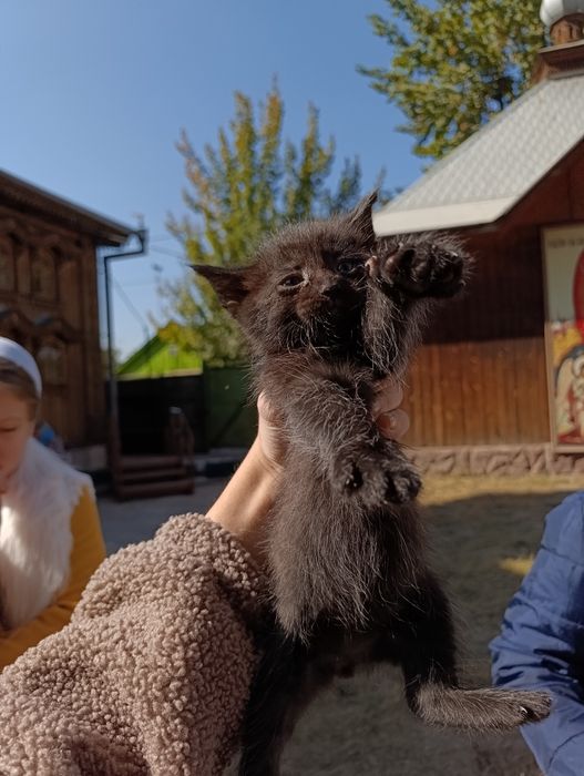 Котята домашние без блох