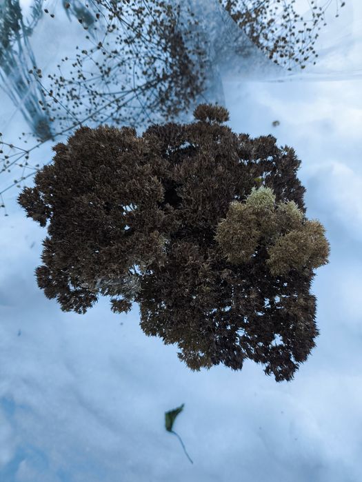 Разные сухоцветы в наличии