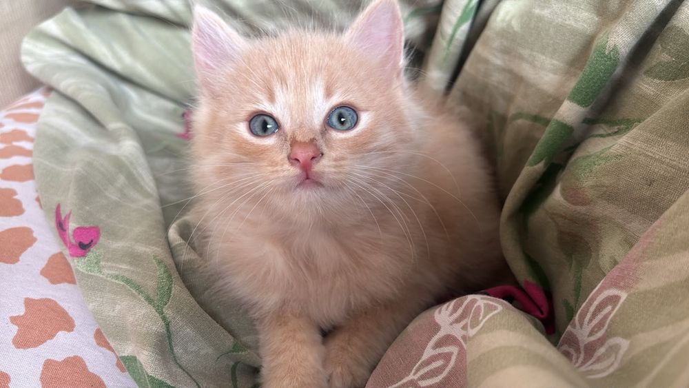 Котята британцы.