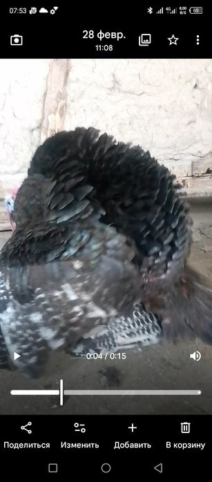 Kurkala para sotiladi ikovi 1mln busa beraman