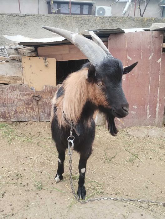 Vând țap alpin francez
