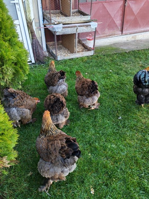 Vând familie Brahma potarnichiu 5+1din 2025