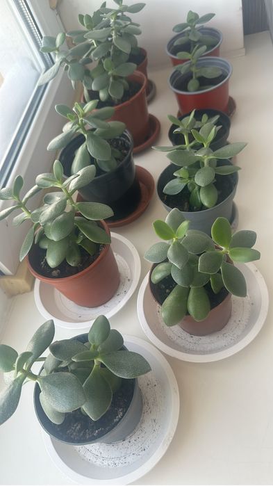 Денежное дерево цветок