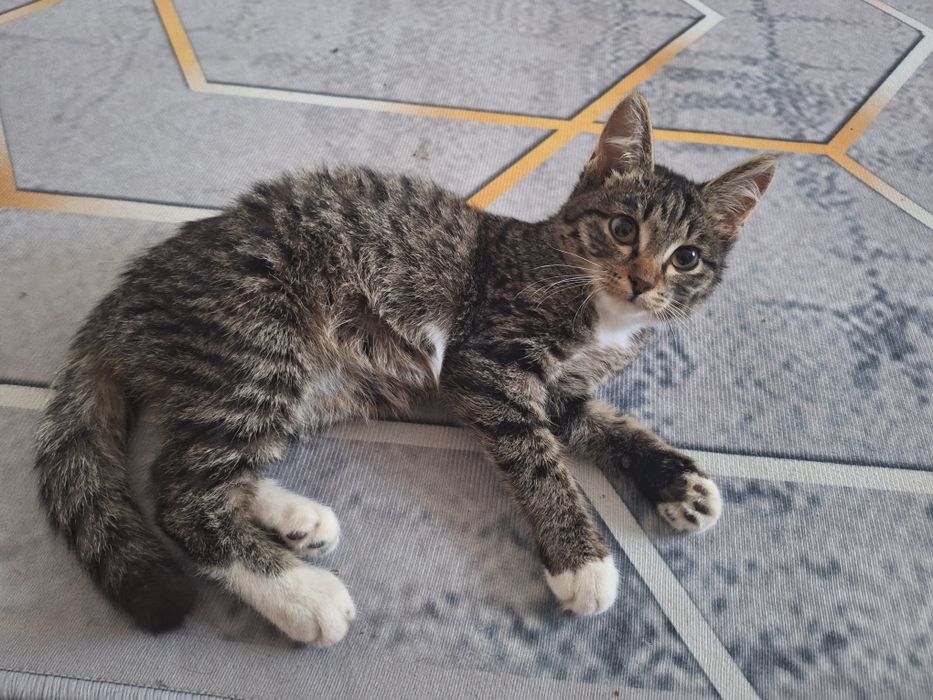 Котенок (девочка) бесплатно добрым людям