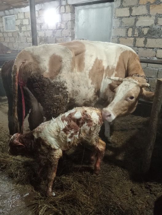 Сельхоз животные