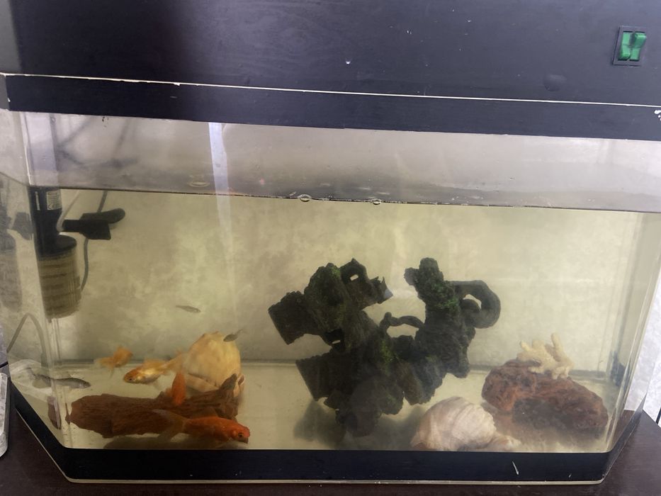 Аквариум б/у с рыбками.