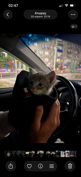 Котенок мальчик в добрые руки