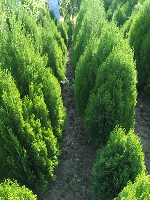 Арча кучатлари бор  узбекистон буйлаб етказб берилади.