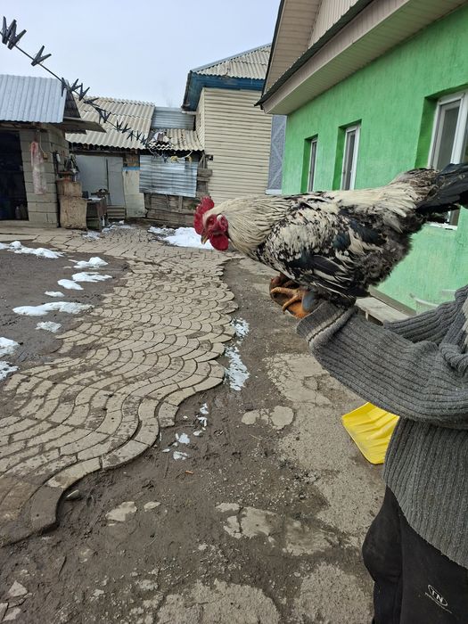 Продам петуха молодой