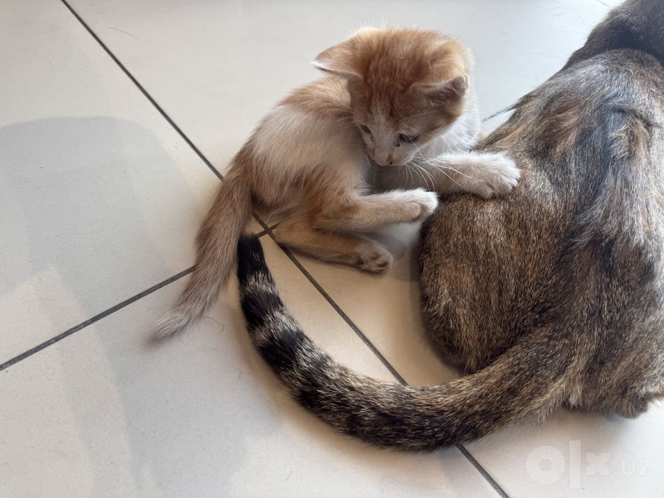 Отдам котенка в добрые руки БЕСПЛАТНО!