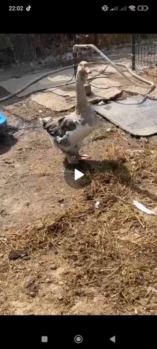 Vând 2 gâște și un gâscan leșești