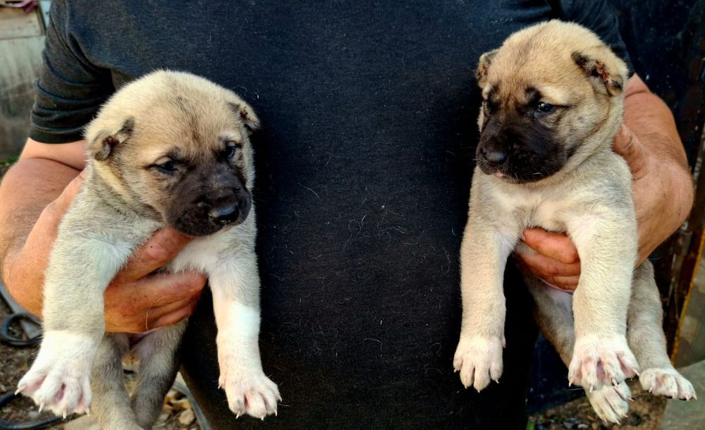 Продам щенков алабая