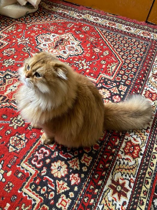 Скоттиш      фолд