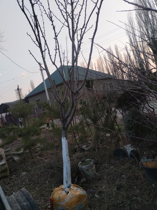 Саженцы  7-8летных