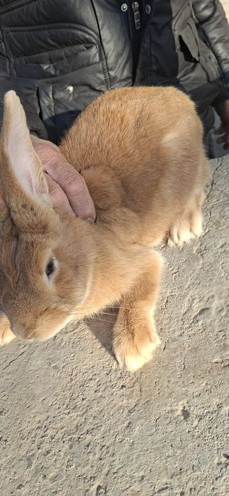 Quyon burgun  sotiladi