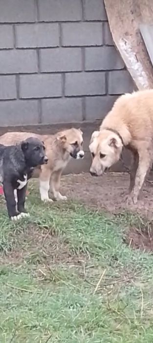 Кушык еркек 9айлык.