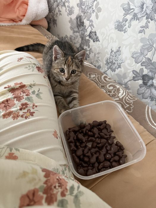 Котенок девочка, 1,5 месяца