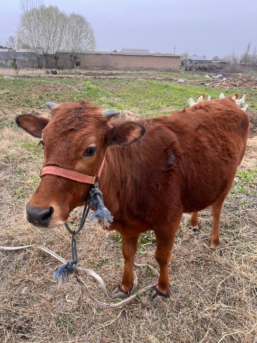 Мол соглом ва Йувош