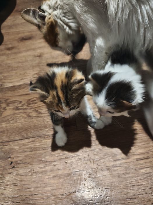 Котята в добрые руки