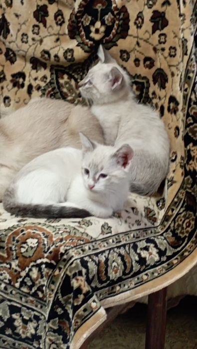Продам котят.породистые