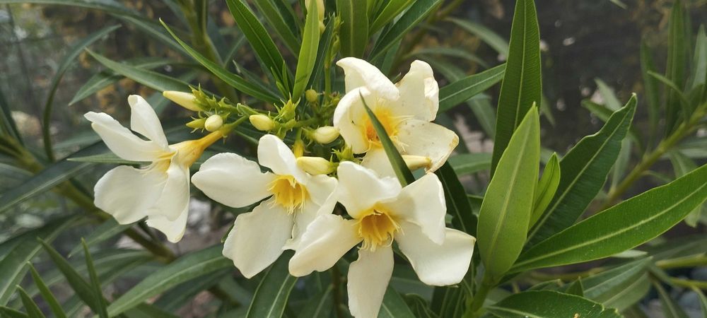 Големи олеандри ( лян,зокум)