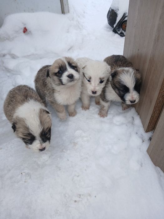 Продам красивых щенят