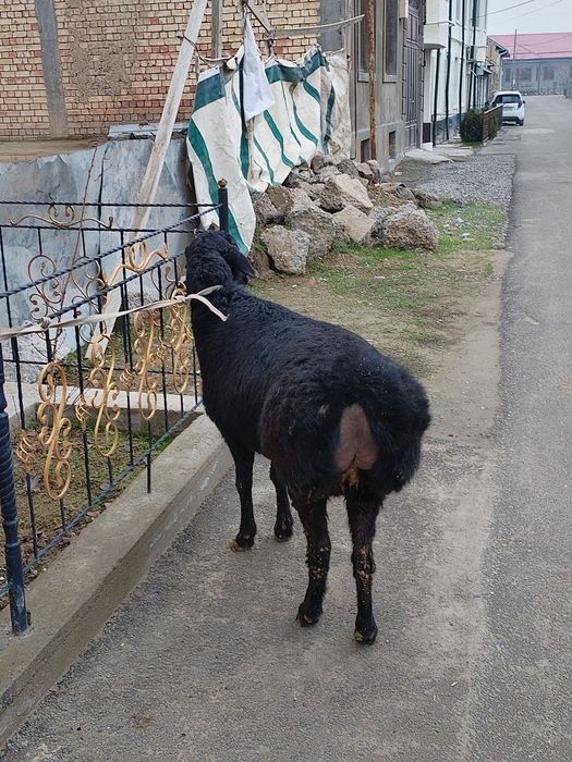 Toza xisori solu qoy xali tugmagan