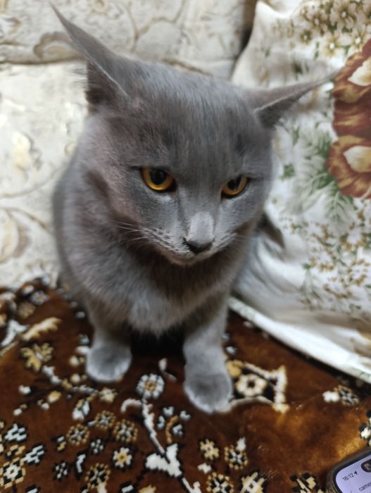 Продается породистая кошка