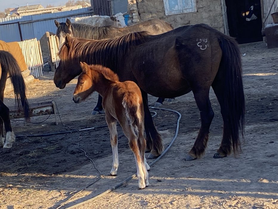 Құлынды бие сатамын