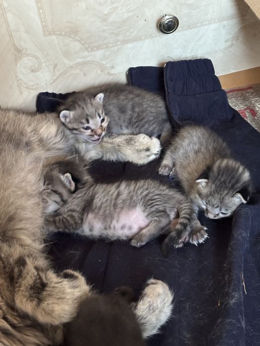Котёнок от мейн-куна продаётся