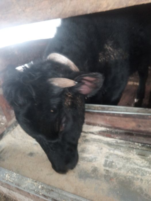 Продам тёлочек хорошие