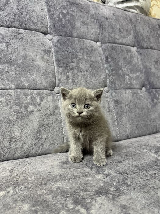 Продам котят скотиш страйт