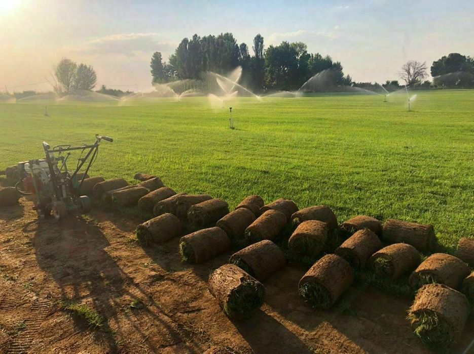 Rulonli gazon  1 qul