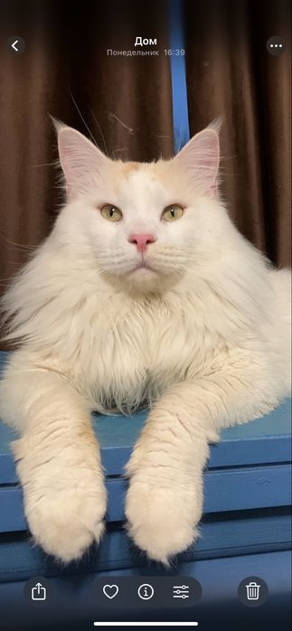 девочка мейнкун с родословной