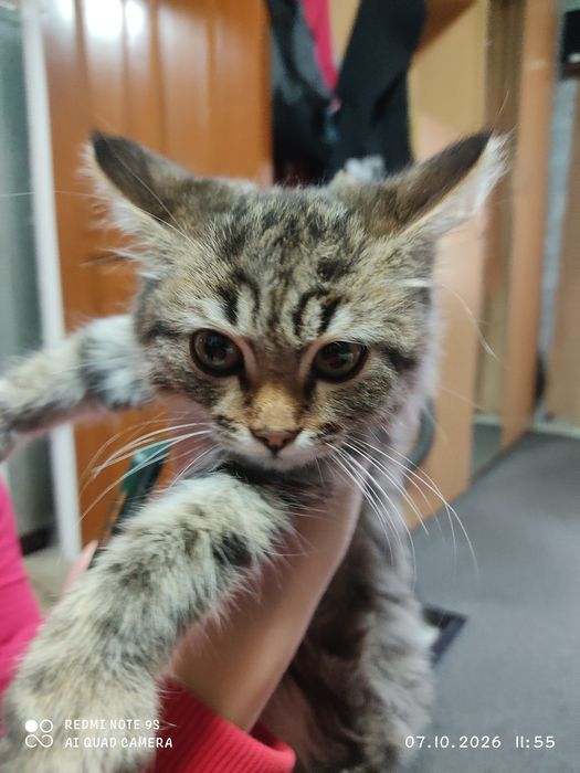 Отдам котёнка в добрые руки