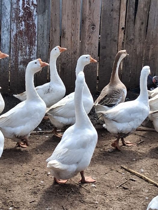 Gaste de tara crescute natural