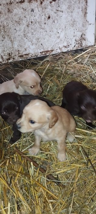 Шенки спаниелья 1 месяц