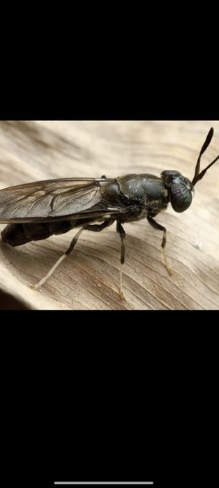 Черная львинка для сельского