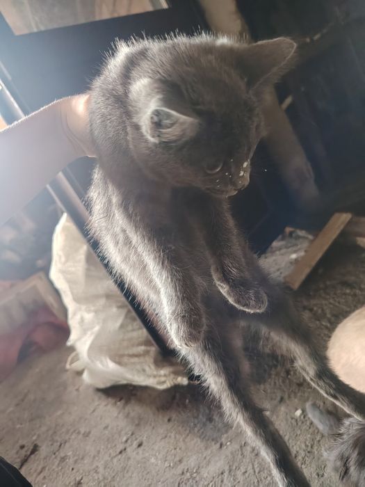 5 милых котят, продам