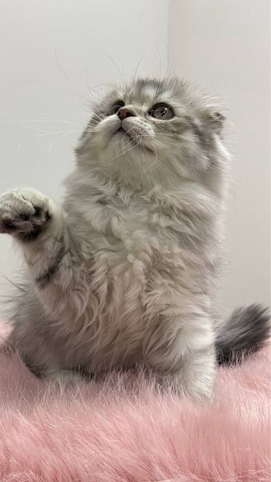 Скоттиш фолд и Скоттиш страйт