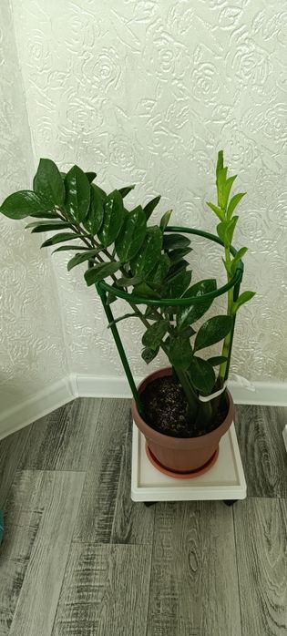 Продам Замиякулькас (долларовое дерево)