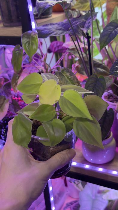 Продам адаптированые растения