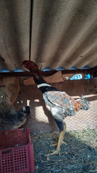 Дакан бойцовский петух