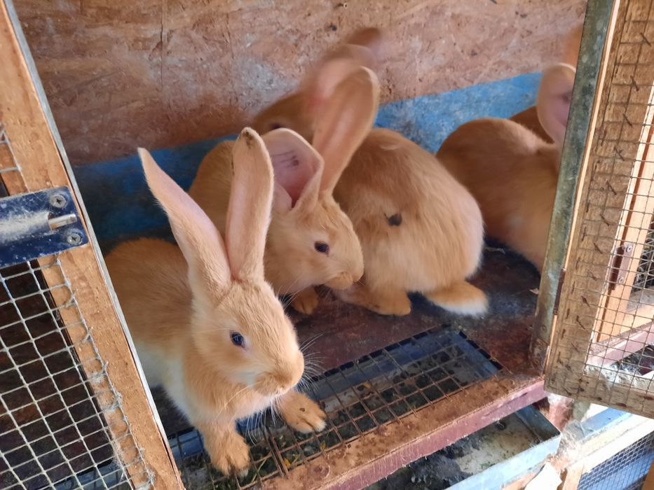 Iepuri urias german galben